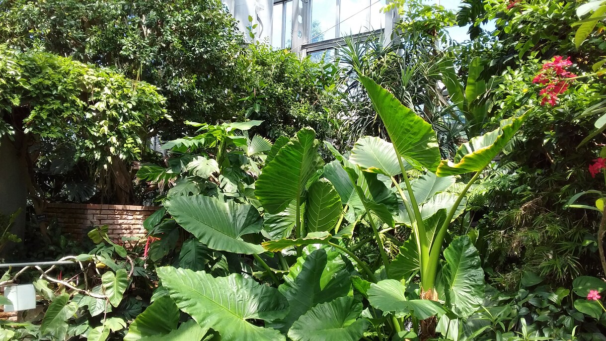 初心者向け　観葉植物の育て方などアドバイスします 観葉植物を購入しても枯らしてしまう方にオススメ✴ イメージ1