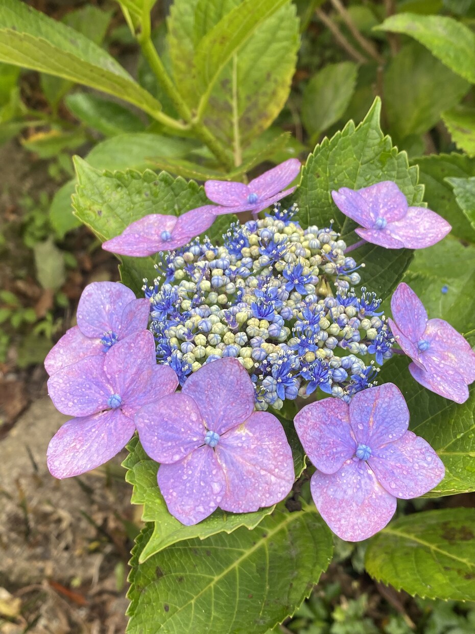 紫陽花の育て方でお悩みでしたら解決します 紫陽花、来年は今年以上に花を咲かせましょう。 イメージ5