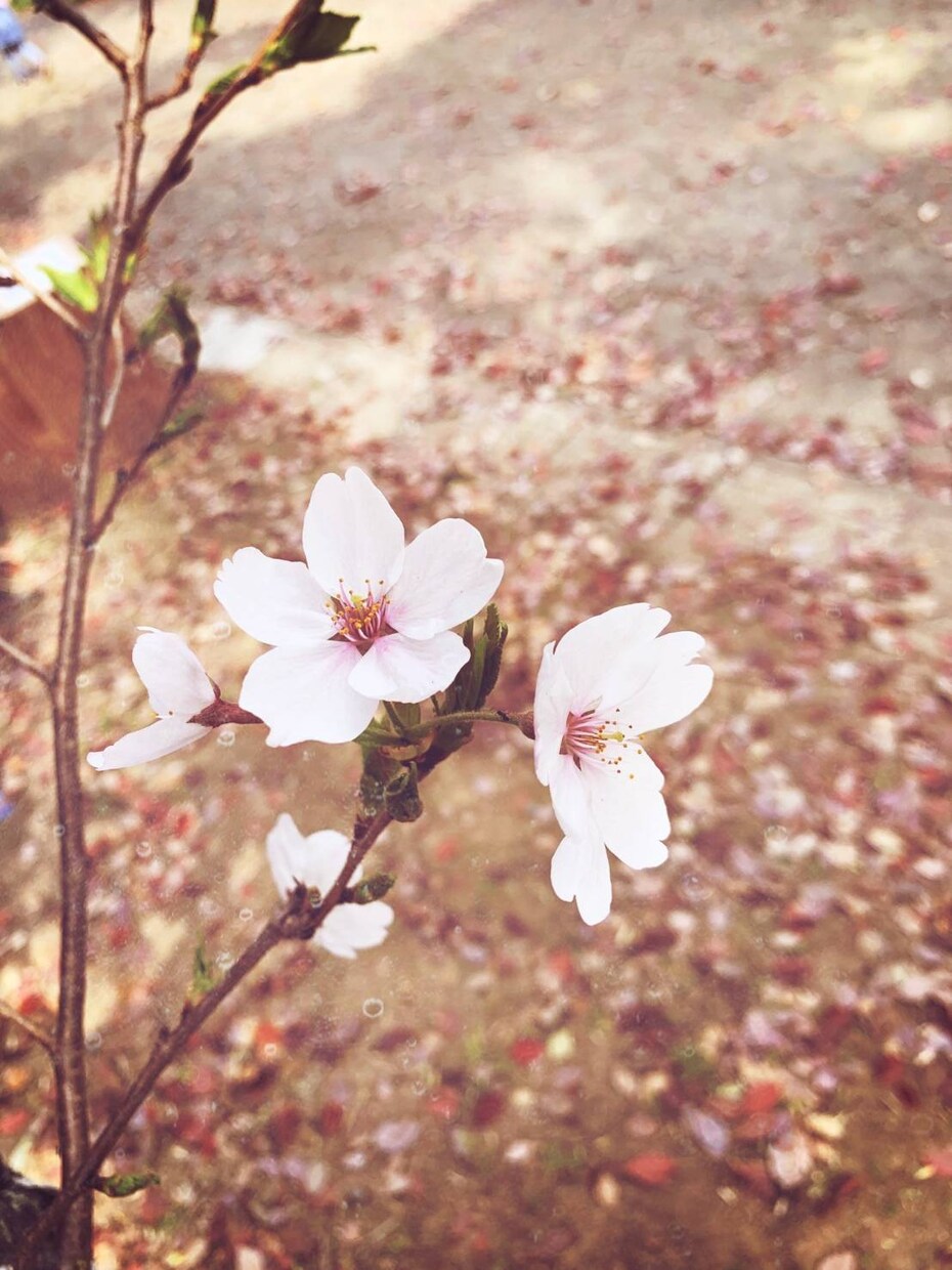 どのような写真でも完璧に加工致します 加工が難しい写真でも完璧に仕上げます!!!! イメージ8
