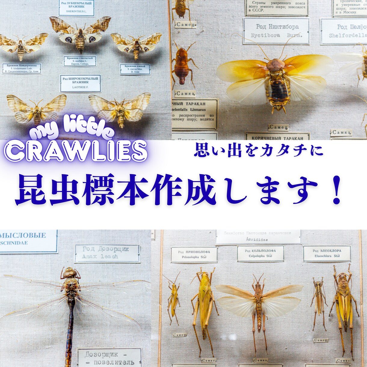 昆虫標本作成します 思い出をカタチに！どんな昆虫でも標本にします！ イメージ1