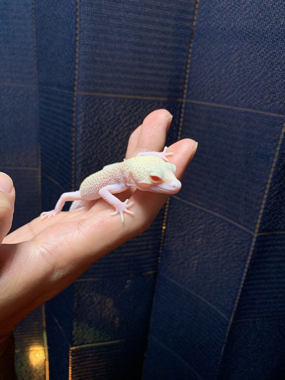 レオパの飼育の悩み相談に乗ります 初心者の不安から飼育環境の見直しまで丁寧に対応 イメージ1