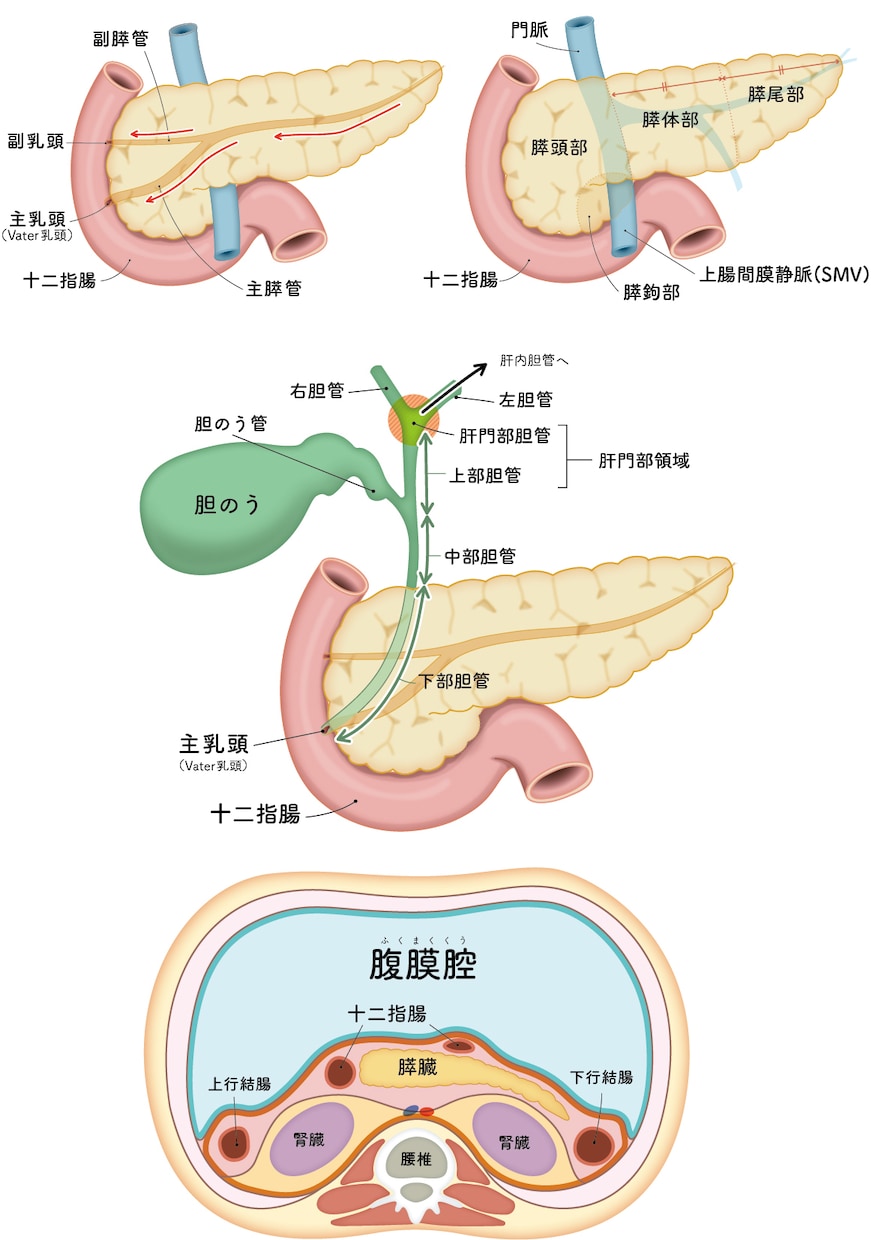 分かりやく見やすい！医療・解剖イラストを作成します 医療系イラスト実績あり！WEB・資料・論文作成をサポート！ イメージ8