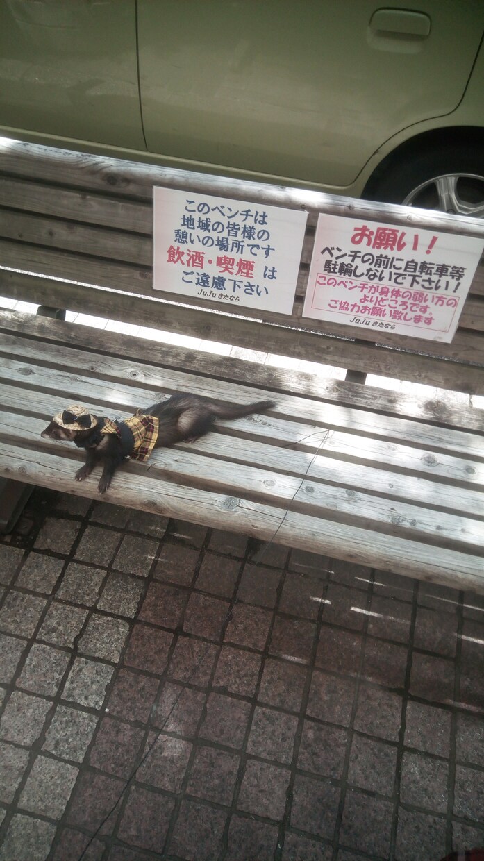 フェレットの飼育アドバイス承ります 可愛いフェレットに育てましょう イメージ3