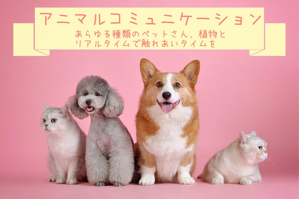 愛するペットとチャットで対話できます アニマルコミュニケーション 30分 イメージ1