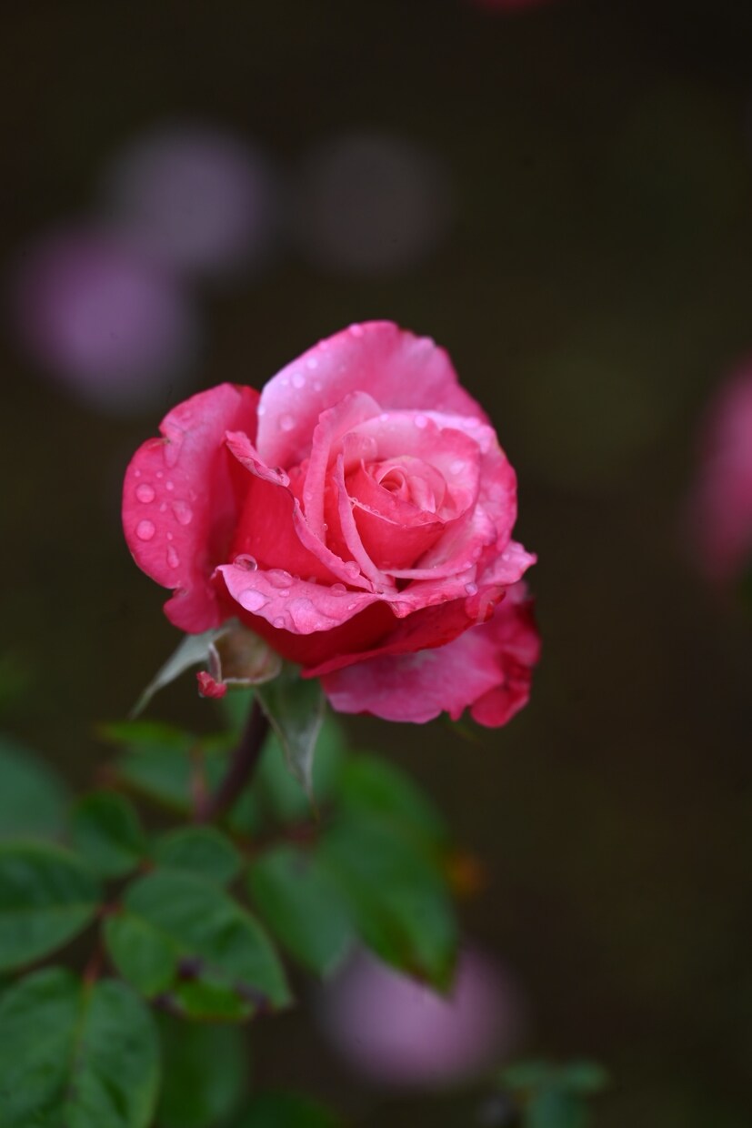 四季折々の写真を提供します 季節を感じられる花々はお好きでしょうか？ イメージ2
