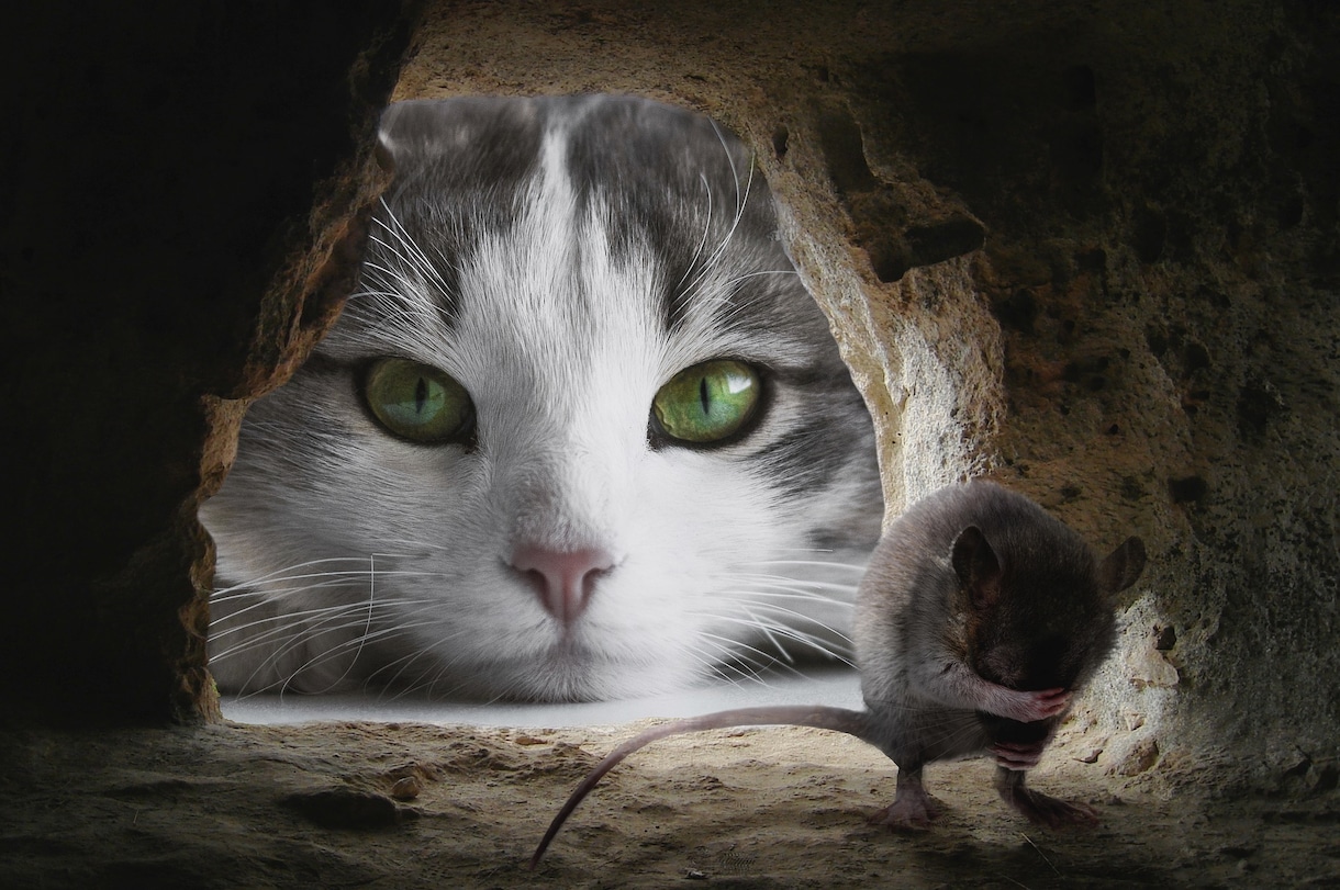 様々なシチュエーションで使える猫の画像集めます 可笑しい!可愛い!!癒される!!50枚セットでお渡しします イメージ4
