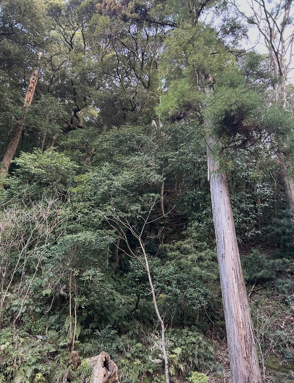 些細なことでもお話きかせていただきます 人に話せない悩みもお相手をさせていただきます。 イメージ1