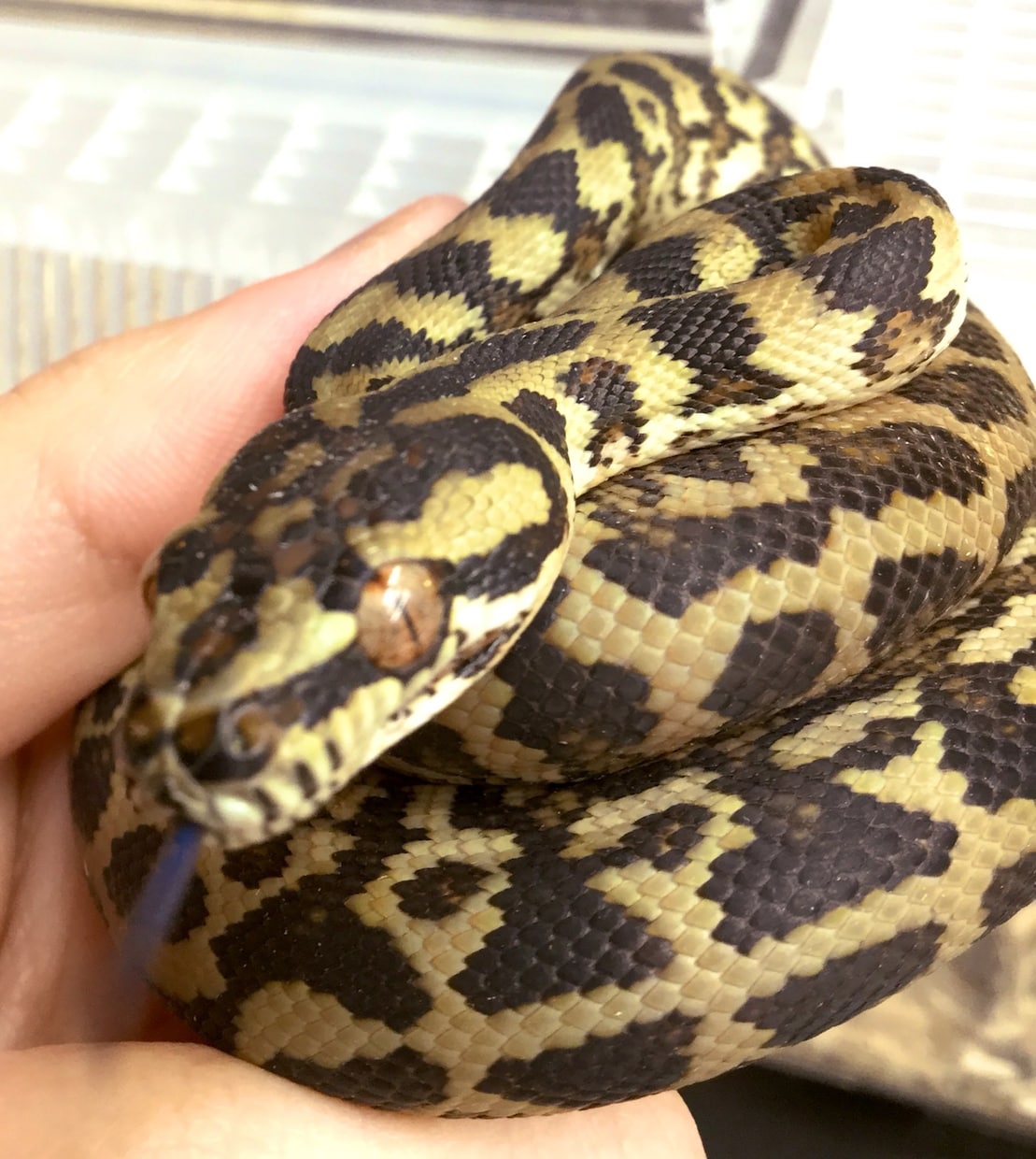 爬虫類のお悩みご相談お伺い致します 特殊なペット「爬虫類」の飼育方法アドバイス致します イメージ3