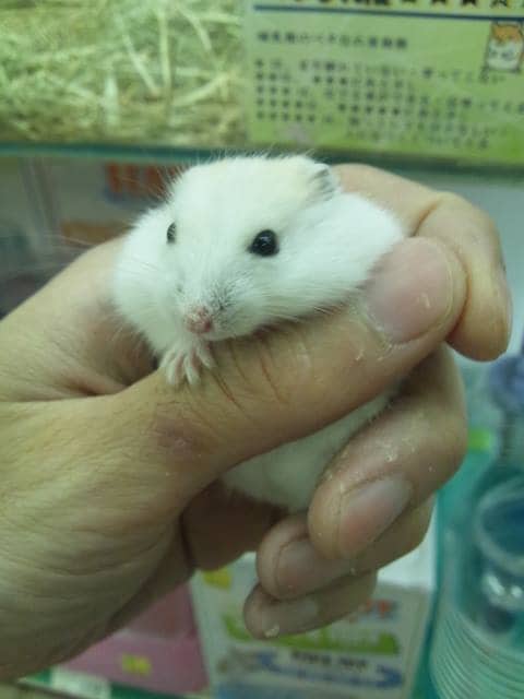 ウサギやフェレットなどのスモールペット飼育アドバイスいたします イメージ3