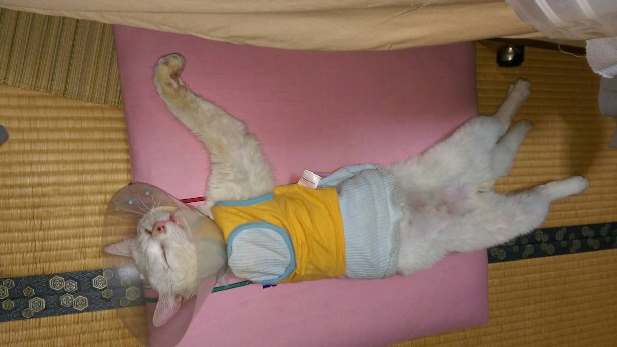 保護猫✽犬の疑問☘️質問聞きます わかってあげたい理解したいその時をお手伝いさせてもらいますね イメージ2