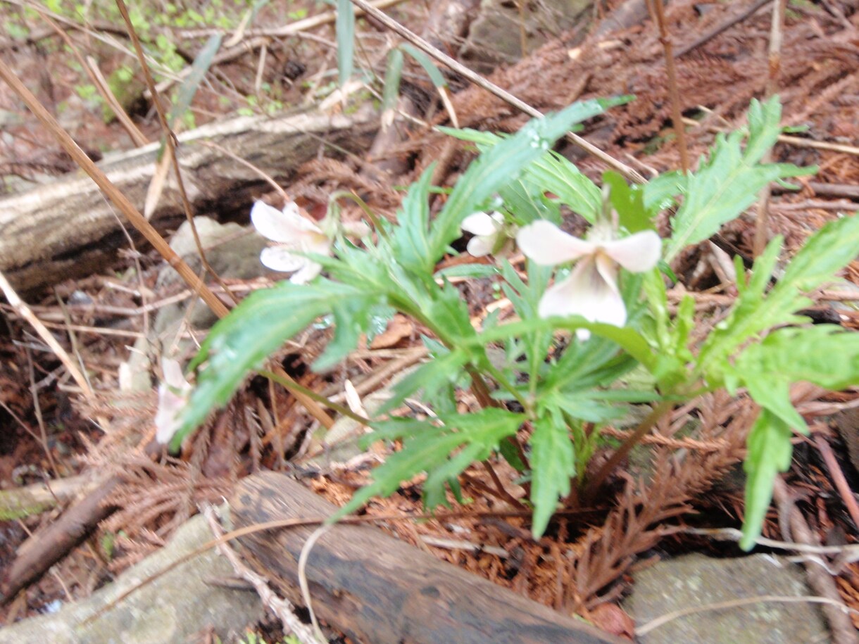 植物ガイドします アウトドア好きな方や旅行先の思い出をワンランク上げたい方に イメージ1