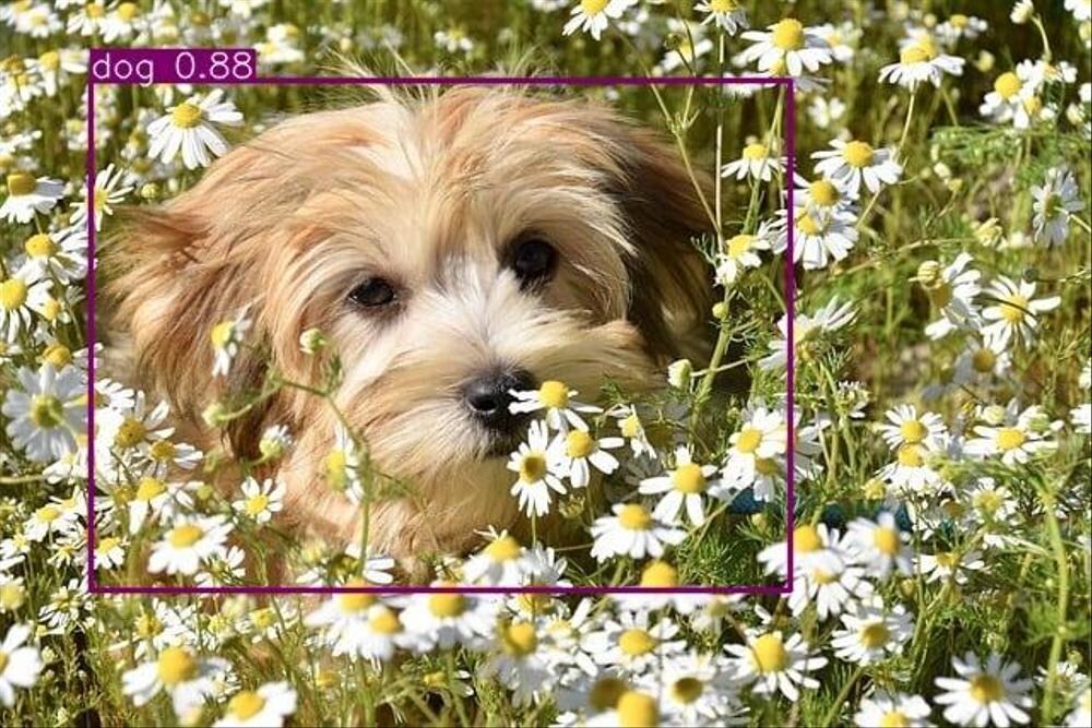 AIが画像や動画中の物体を自動で検出・加工できます AIがあなたに代わり自動で画像や動画加工いたします！ イメージ1