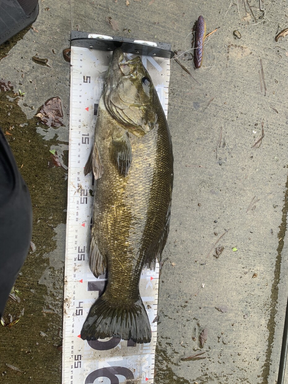 一庫ダムのポイント教えます スモールマウスバスが釣れるポイント教えます！ イメージ4
