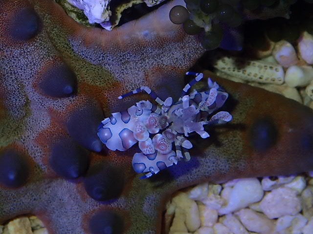 熱帯魚海水魚の飼育相談承ります アクアリウム歴20年以上の元アクアショップ店員アドバイザー イメージ4