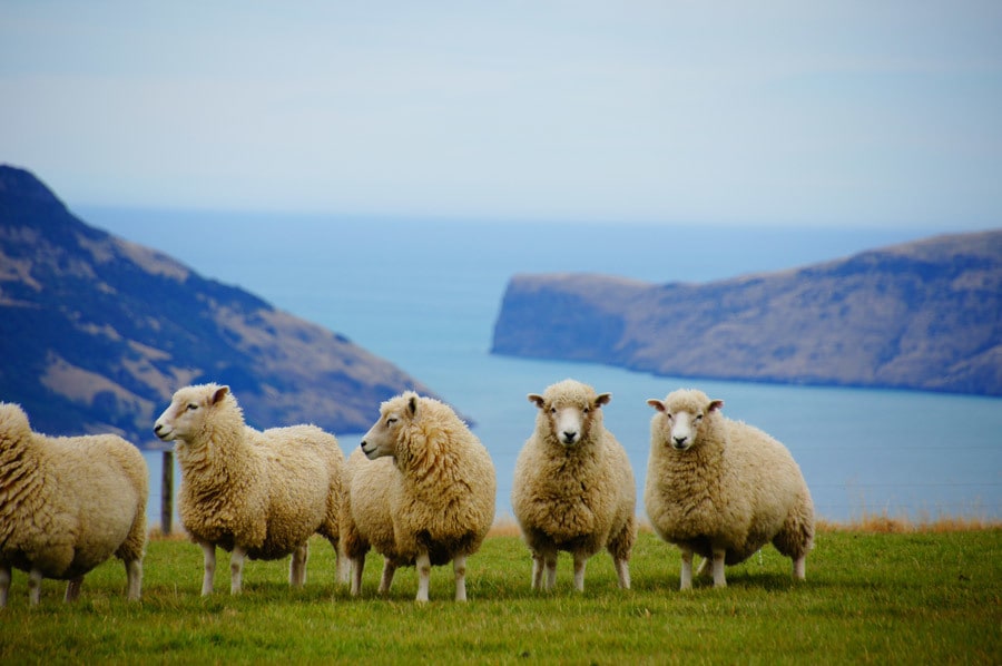 ワーホリ（NZ/AUS）の相談何でものります ワーホリ経験者としてリアルな内容も含めお話し致します イメージ1