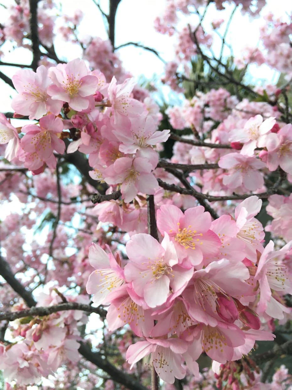 独学＆〜中級向けのあなた専用韓国語講座をひらきます 独学でTOPIK6級を取った講師がマンツーマンで教えます イメージ1