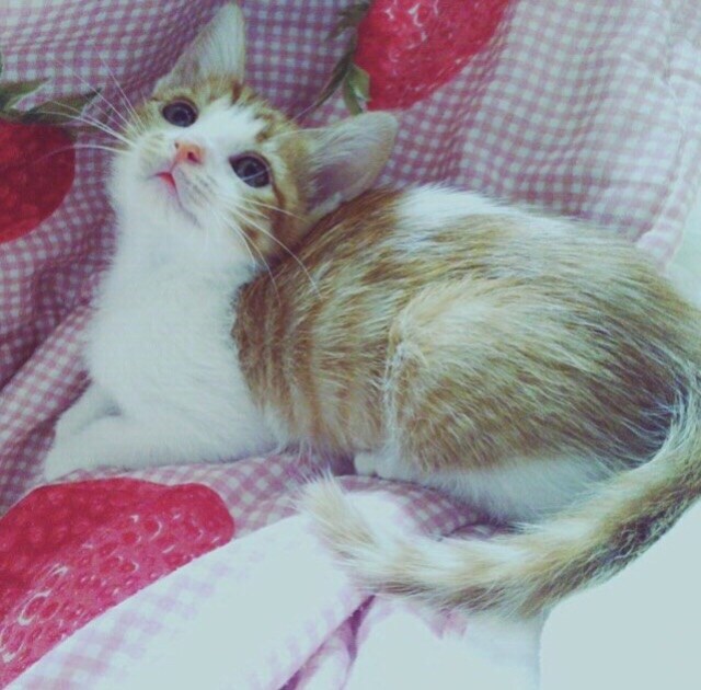 猫ちゃんのしつけ方、工夫教えます！ イメージ1