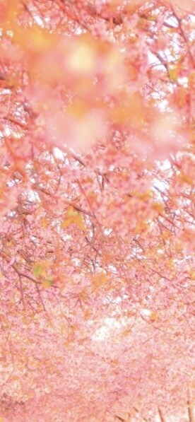 恋愛全般拝見させて頂きます 片思い、復縁、不倫様々な恋愛、前を向けるようにします。 イメージ1