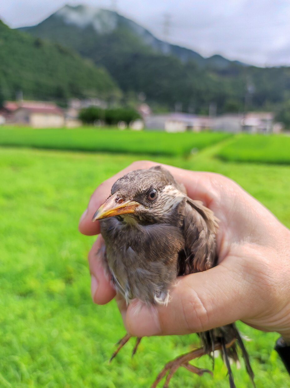 限界集落移住22年｜田舎暮らし相談ます 移住の不安・田舎生活の悩み、話してみませんか イメージ3