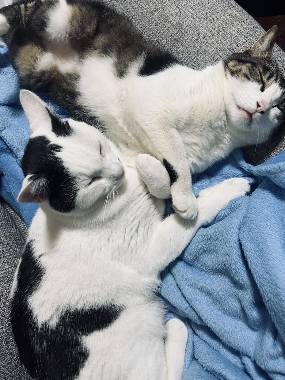 猫好きさん大歓迎！10匹と暮らすママがお話聞きます 愛猫の自慢・猫の悩み・猫ロス・雑談も大歓迎！1分100円から イメージ2