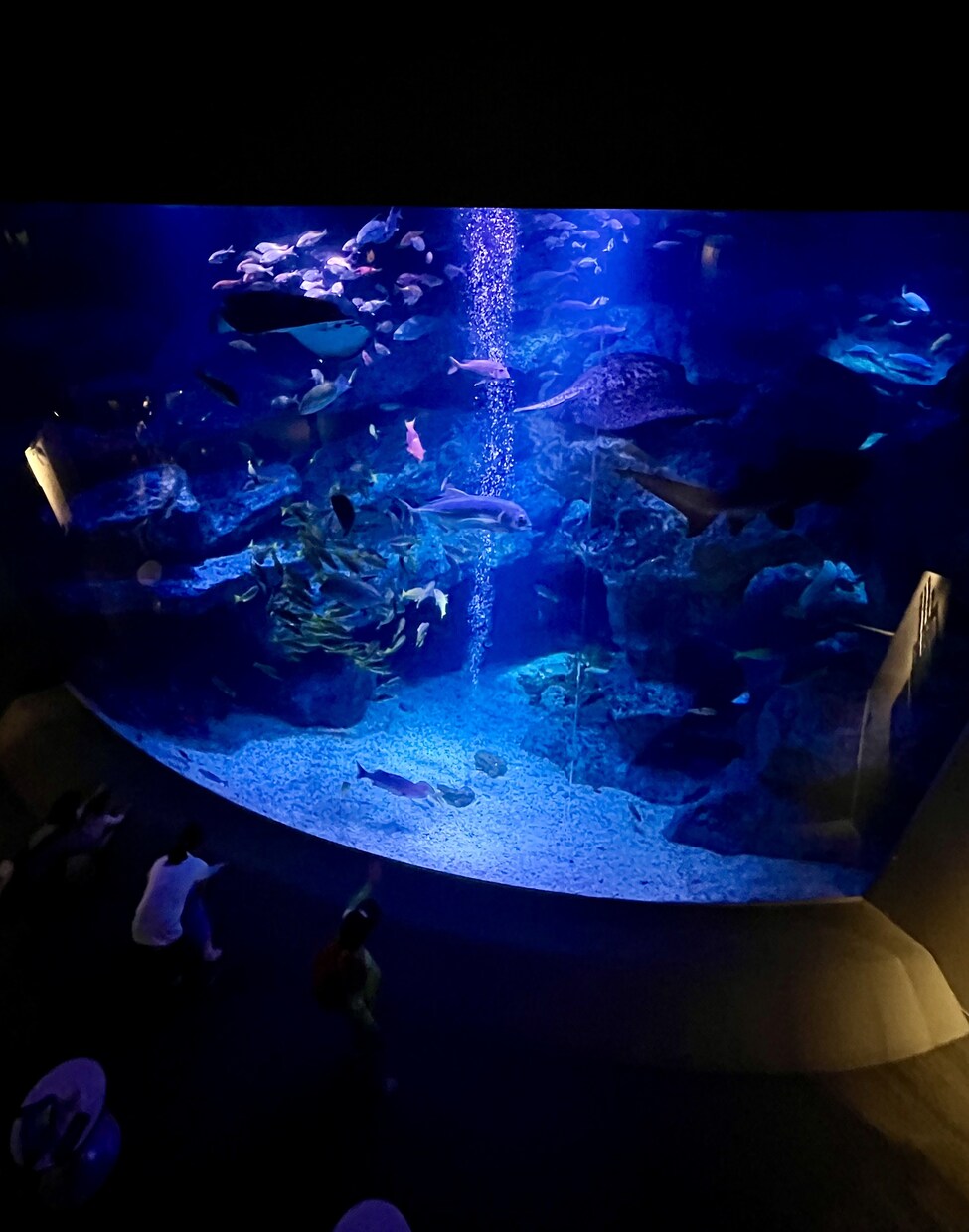 綺麗なお魚の写真を買うことができます 水族館の熱帯魚やクラゲ、金魚などです。 イメージ6