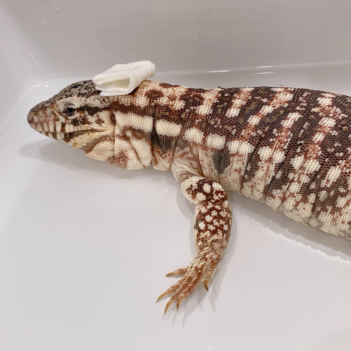 爬虫類のこと何でも相談に乗ります 初心者歓迎！トカゲやヘビまで幅広く対応。 イメージ9