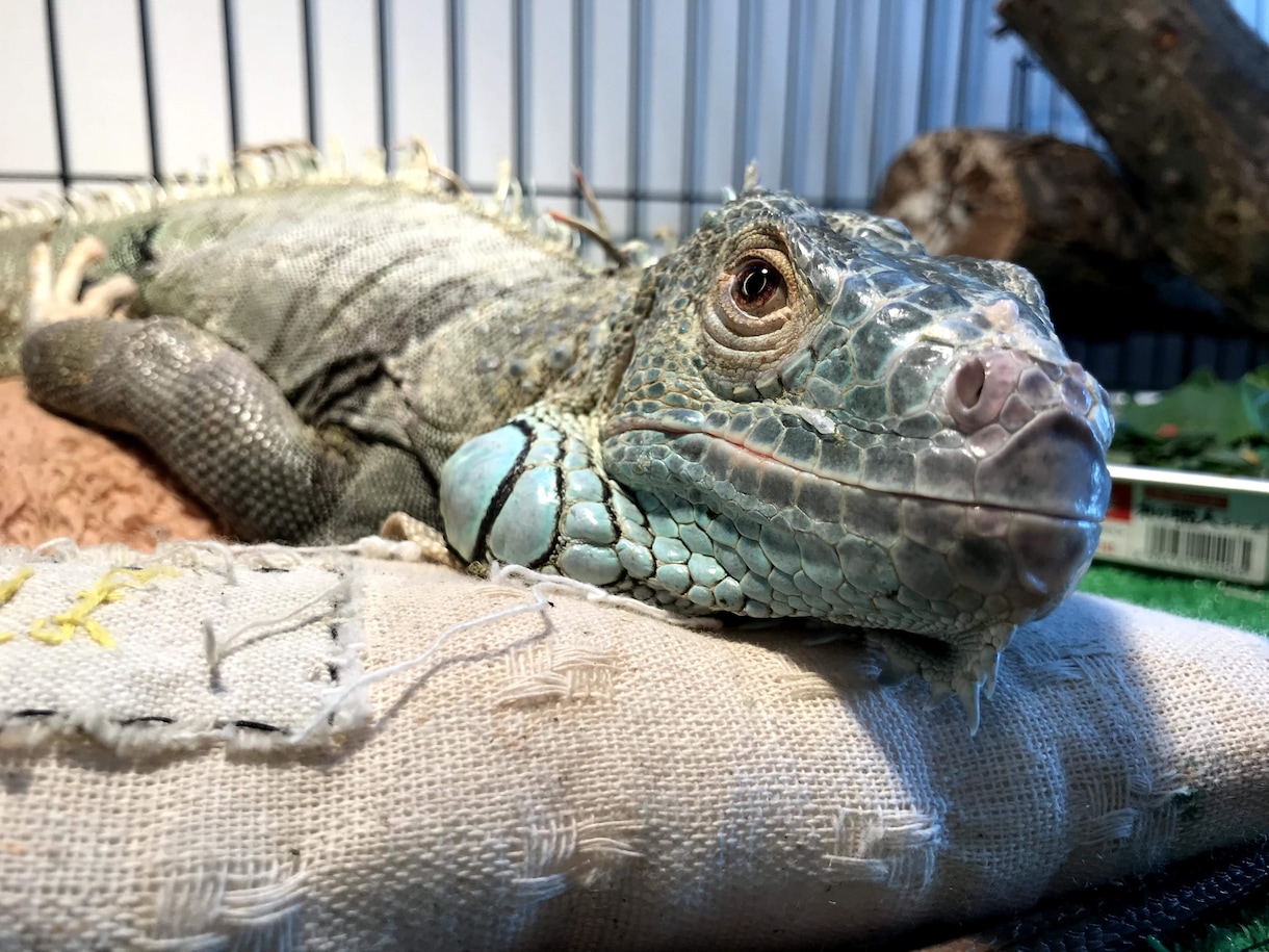 グリーンイグアナのことなんでも相談乗ります 飼い方、餌、ケージのこと、繁殖に関すること意外なら何でも！ イメージ2