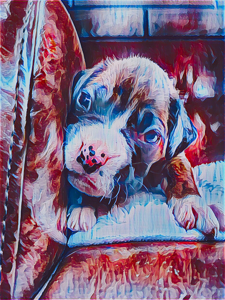Big mam Dog相談します ブリーダーもしてるBig mam ペット相談にものります イメージ1