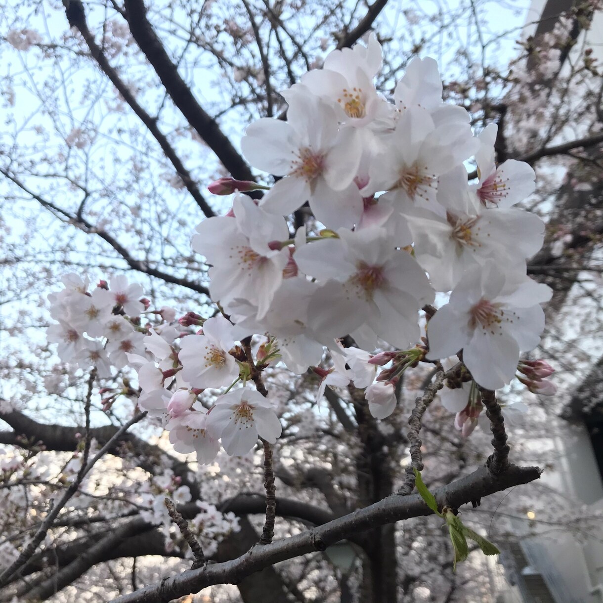 あなたが幸福になるための恋愛を応援します どうせするならより良い恋愛を！それならお任せあれ！ イメージ1