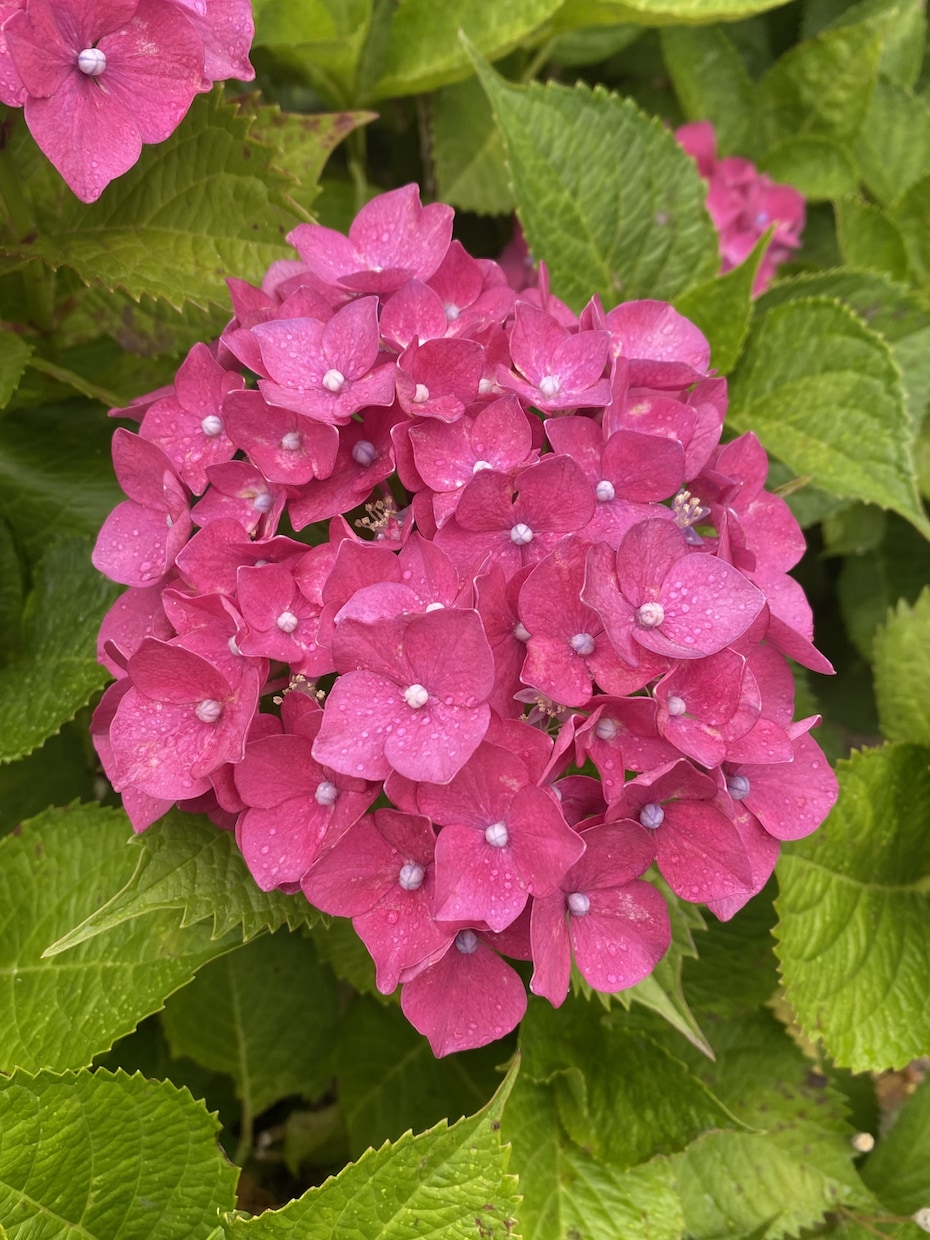 紫陽花の育て方でお悩みでしたら解決します 紫陽花、来年は今年以上に花を咲かせましょう。 イメージ7