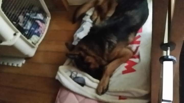 愛犬の成長過程のお悩みアドバイスします 初めて犬を家族としてお迎えされた方。☆★プロがサポート☆★ イメージ5