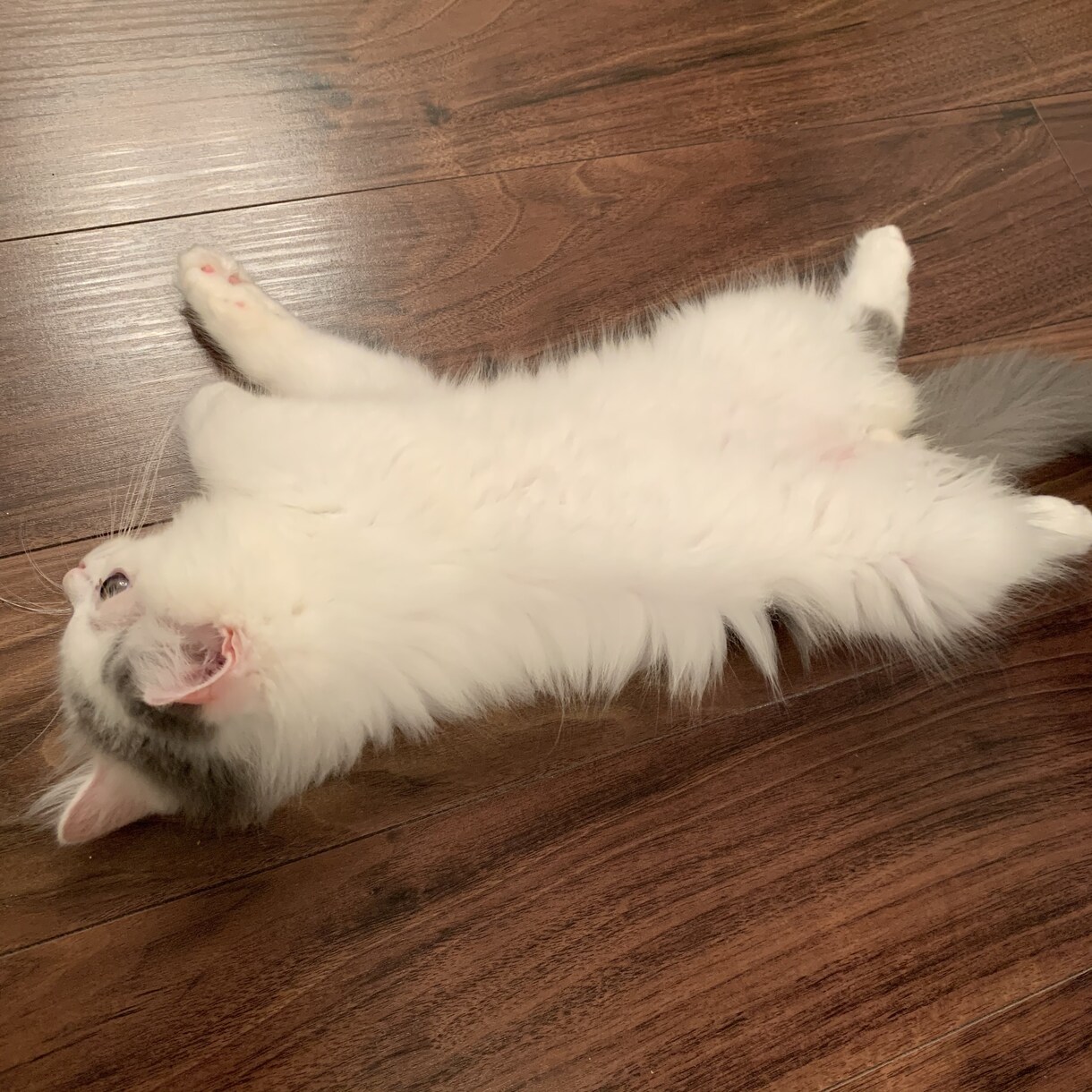 子猫(生後5ヶ月まで)の飼育質問にお答えします 「これって他の人はどうしてるんだろう、、？」の疑問に答えます イメージ1