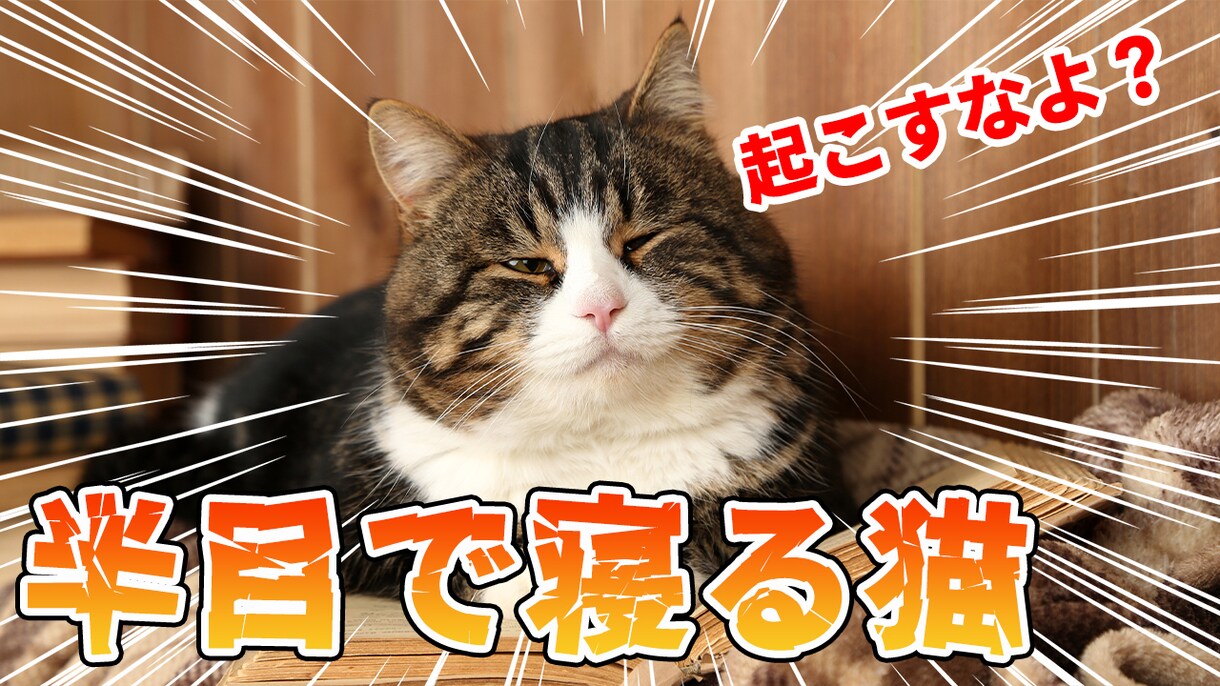フルテロップOK！丁寧にセンスよく編集します PR/講座/研修/店舗紹介/YouTube/Vtuber等 イメージ7