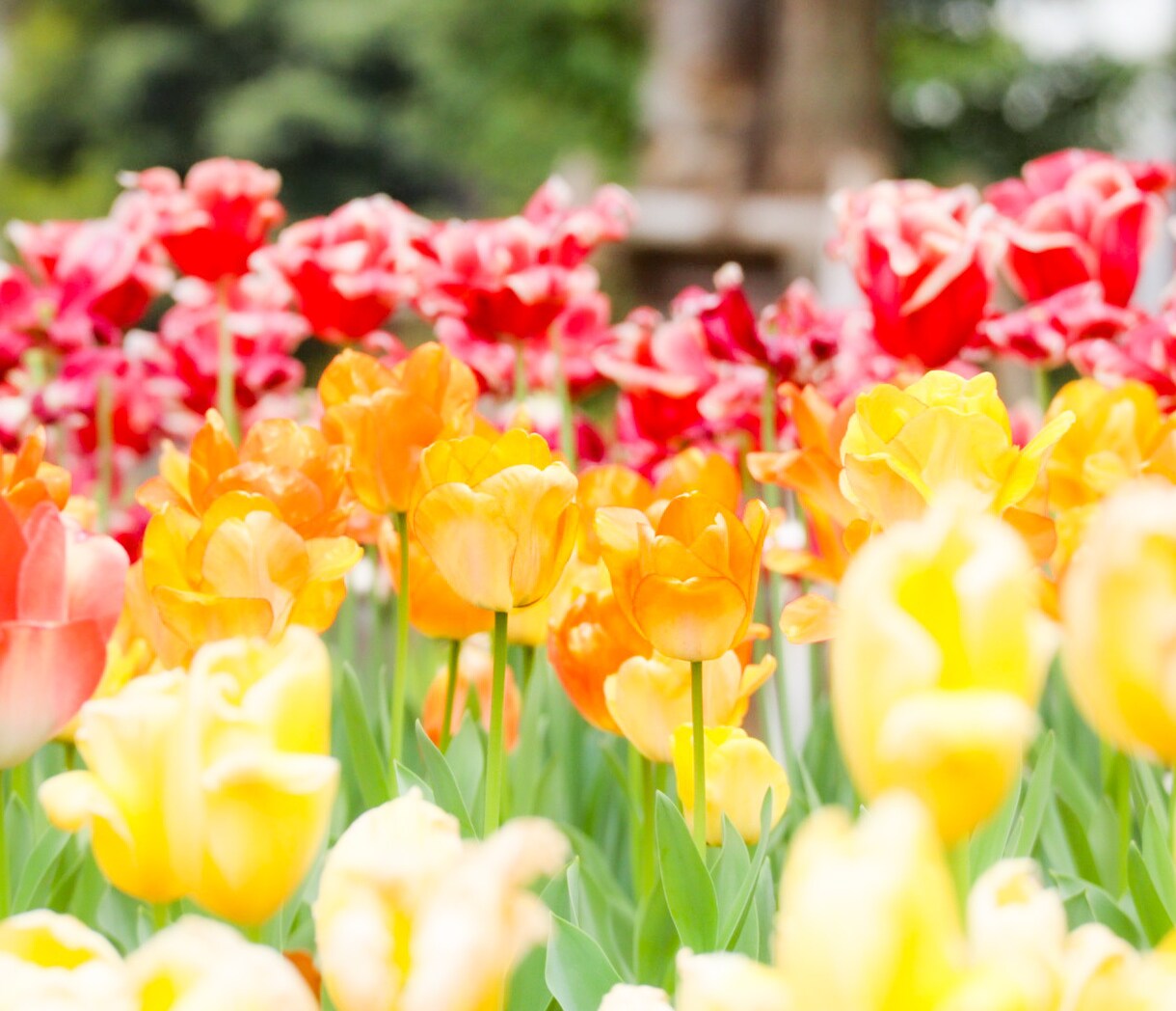 お花の写真撮影します お花の可愛さで暮らしを明るくしたい イメージ4