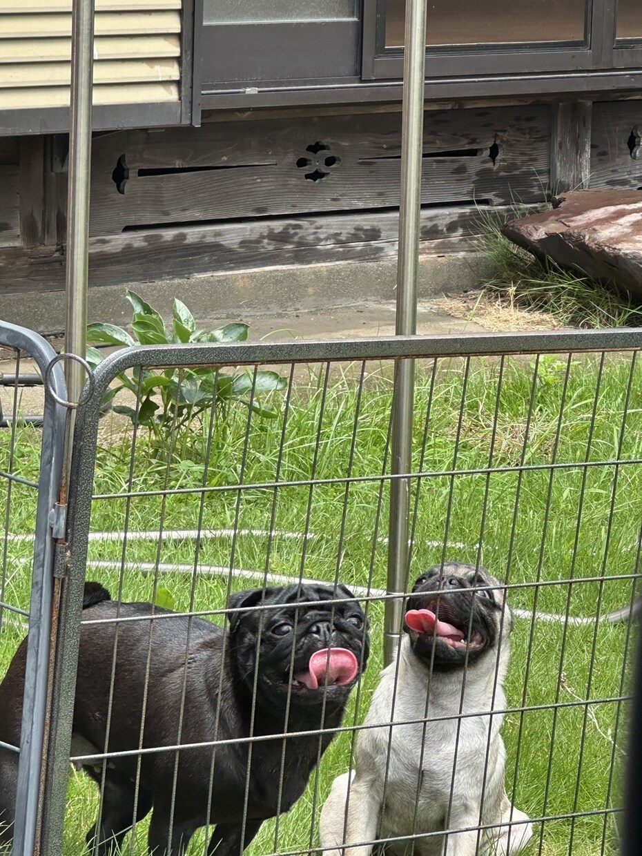 業務のプロが犬猫に関する相談全般承ります 交配から亡くなるまでの全てのライフステージにおける相談！ イメージ4