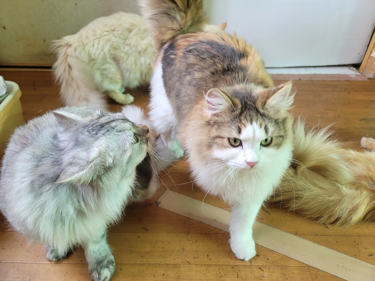 猫ちゃんに関する悩みや相談のります ・猫ちゃんの飼い方・多頭飼育の方法・初めて猫ちゃんを飼う イメージ1