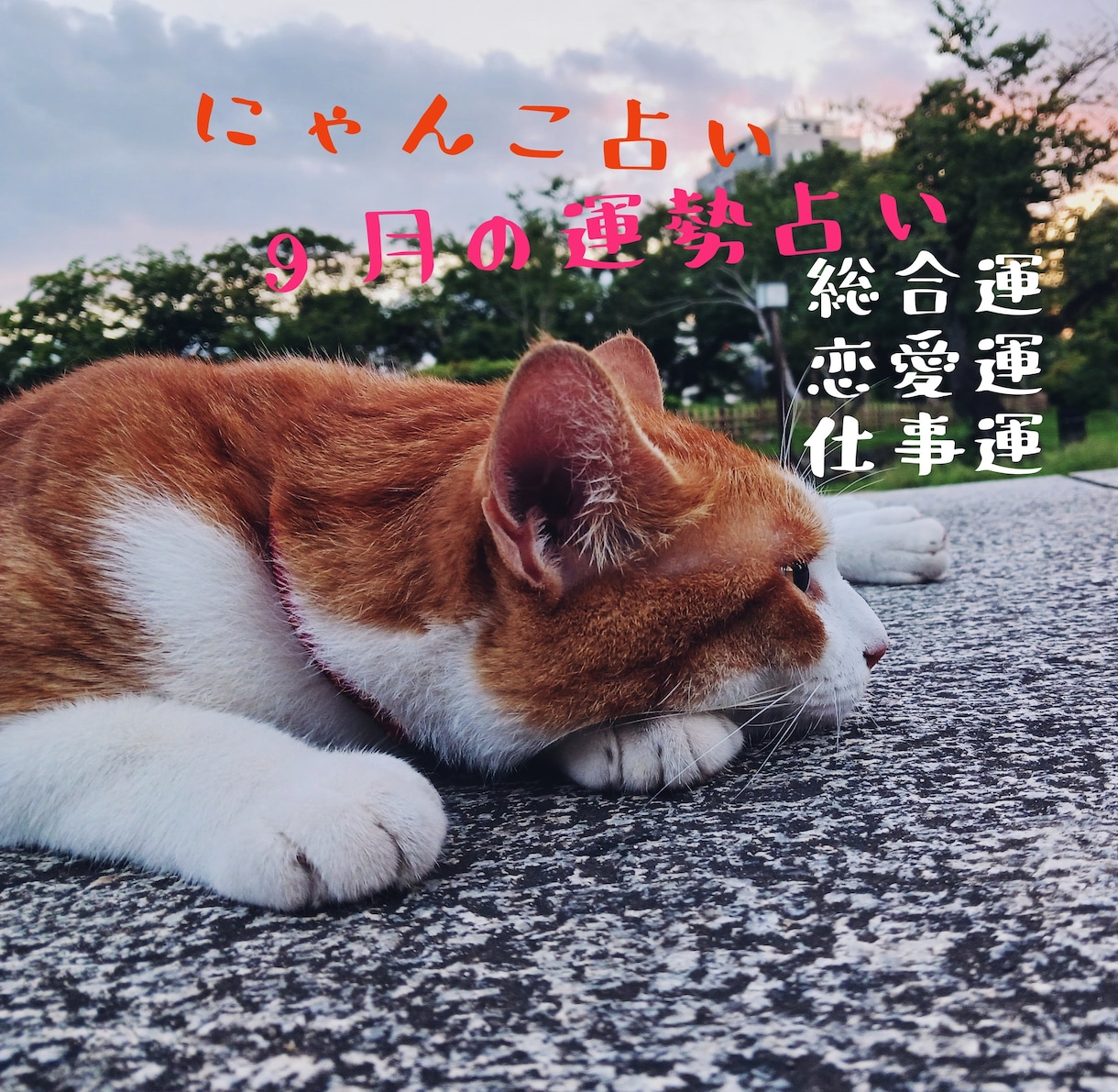にゃんこ占いでみる9月の運勢＊ほっこり占います 心がふっと軽くなるような、9月の運勢をお届けするにゃよ イメージ1