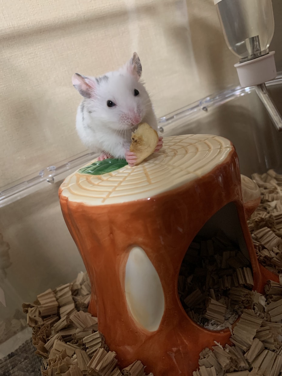 ハムスターの飼い方ご相談のります ハムスター迎えたいけど不安または迎えたけど悩まれてる方 イメージ1