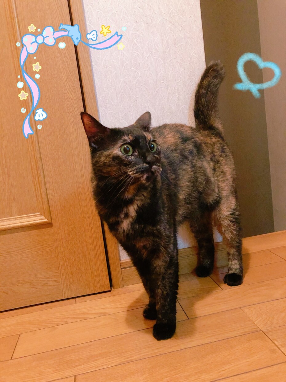 ペットロスで苦しむ方へ。カウンセリングします 1日5回までのやりとりで5日間、心を整えていきましょう イメージ3
