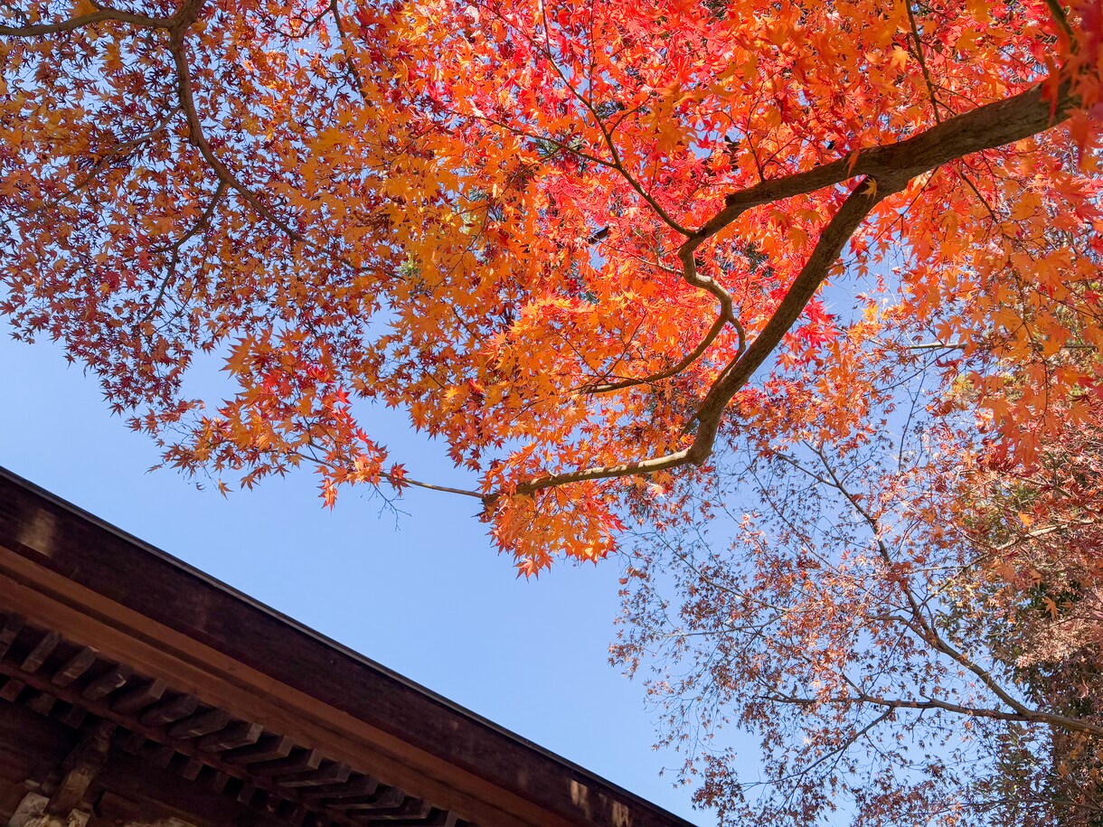 お花・植物・自然の写真提供します 色鮮やかなお写真多めに提供します イメージ6