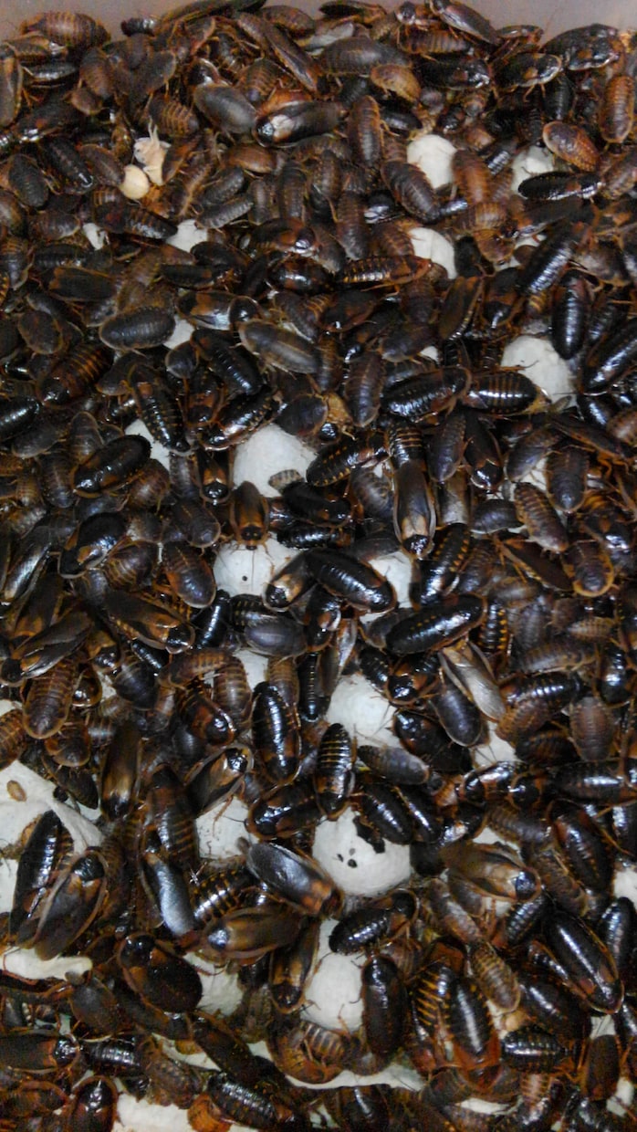 餌代を浮かそう！ 餌用ゴキブリの繁殖方法を教えます デュビア