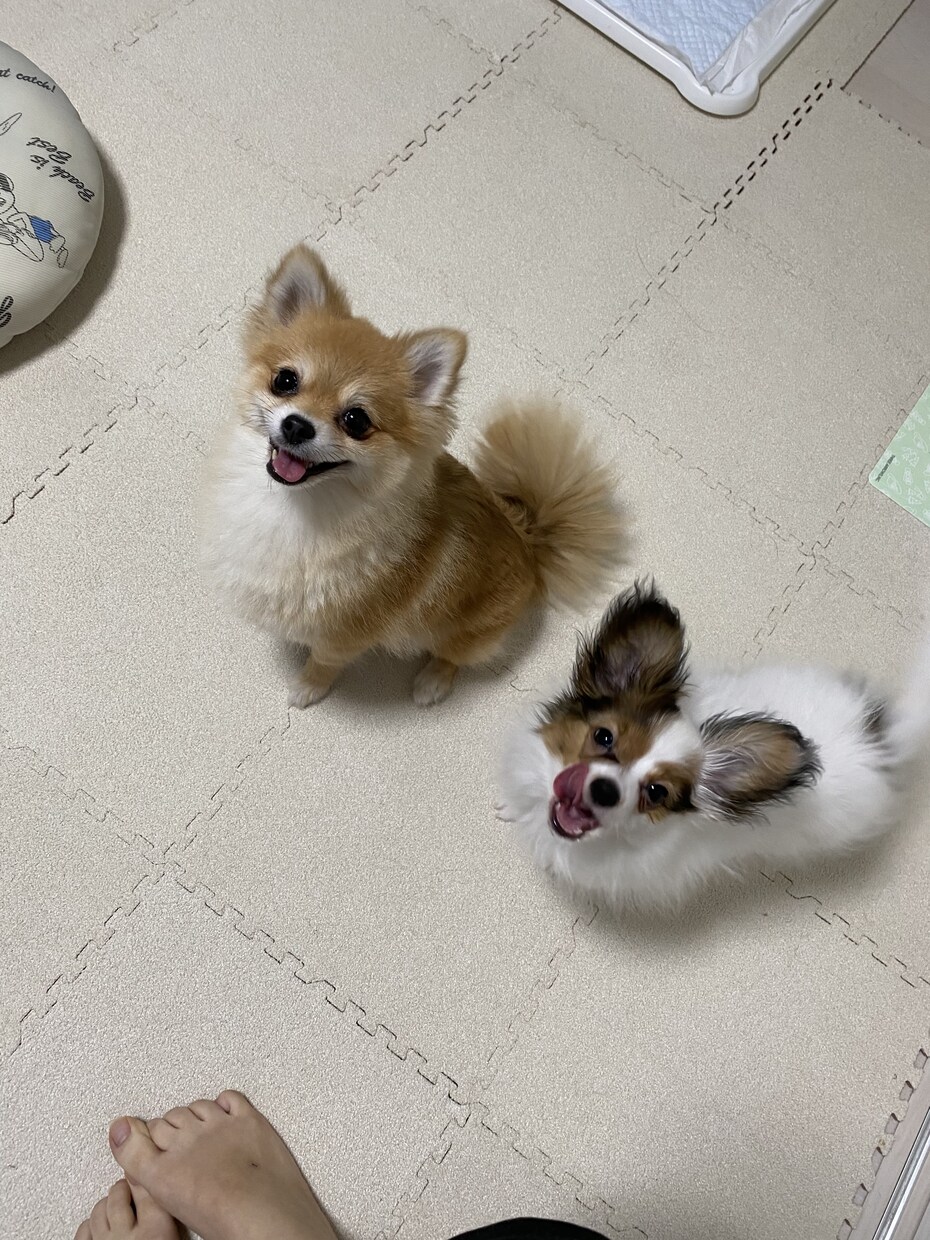 ペットの躾をお助けします 躾がうまくいかない方向け！3匹のママがサポートします‼︎ イメージ1