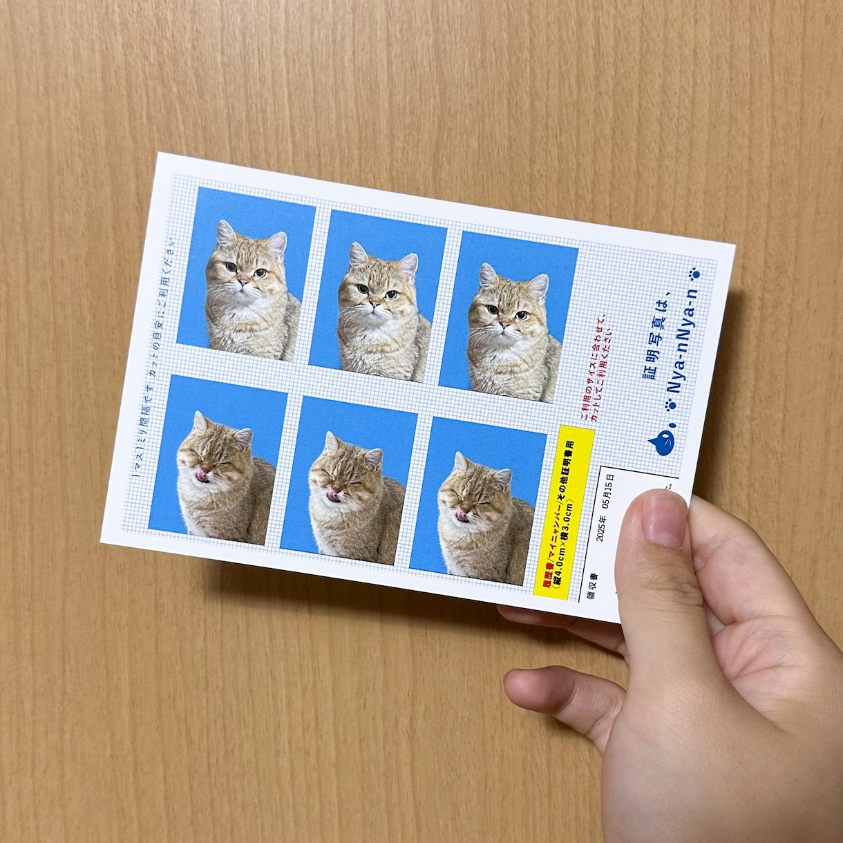 証明写真！うちの子が主役のオリジナル写真を作ります 愛猫・愛犬のかわいさを閉じ込めた証明写真風をお作りします！ イメージ3