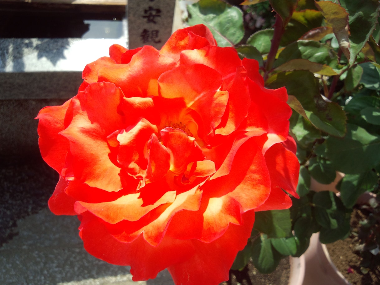 霊感タロット。現状打破&叶えたい未来に近づけます 【復縁に特化】まだ、あきらめなくていいんです・・・ イメージ2