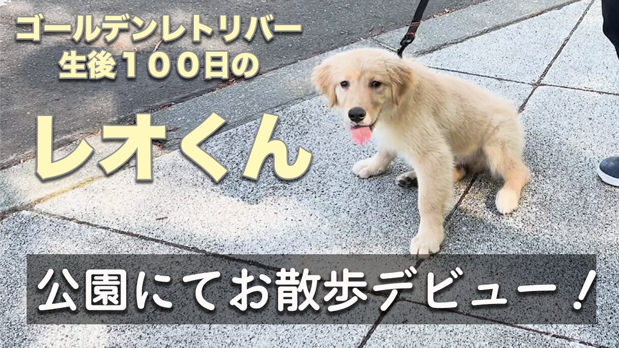 YouTubeサムネイル制作行います 見たい！！と思わせるYouTubeのサムネイルを作成します イメージ6