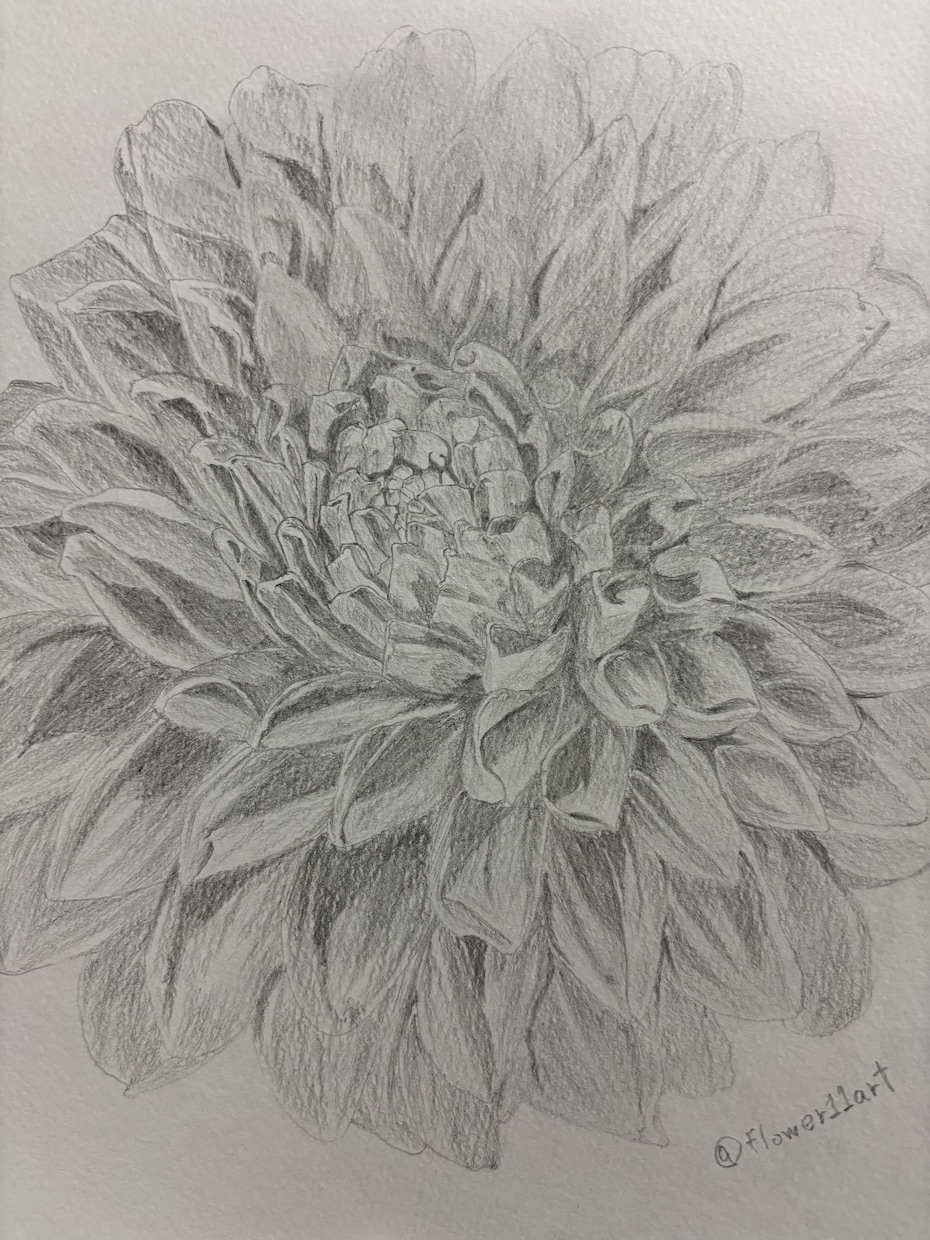 鉛筆でご依頼されたお花の絵を描きます 素人の模写作品です。本気で描かせていただきます。 イメージ1