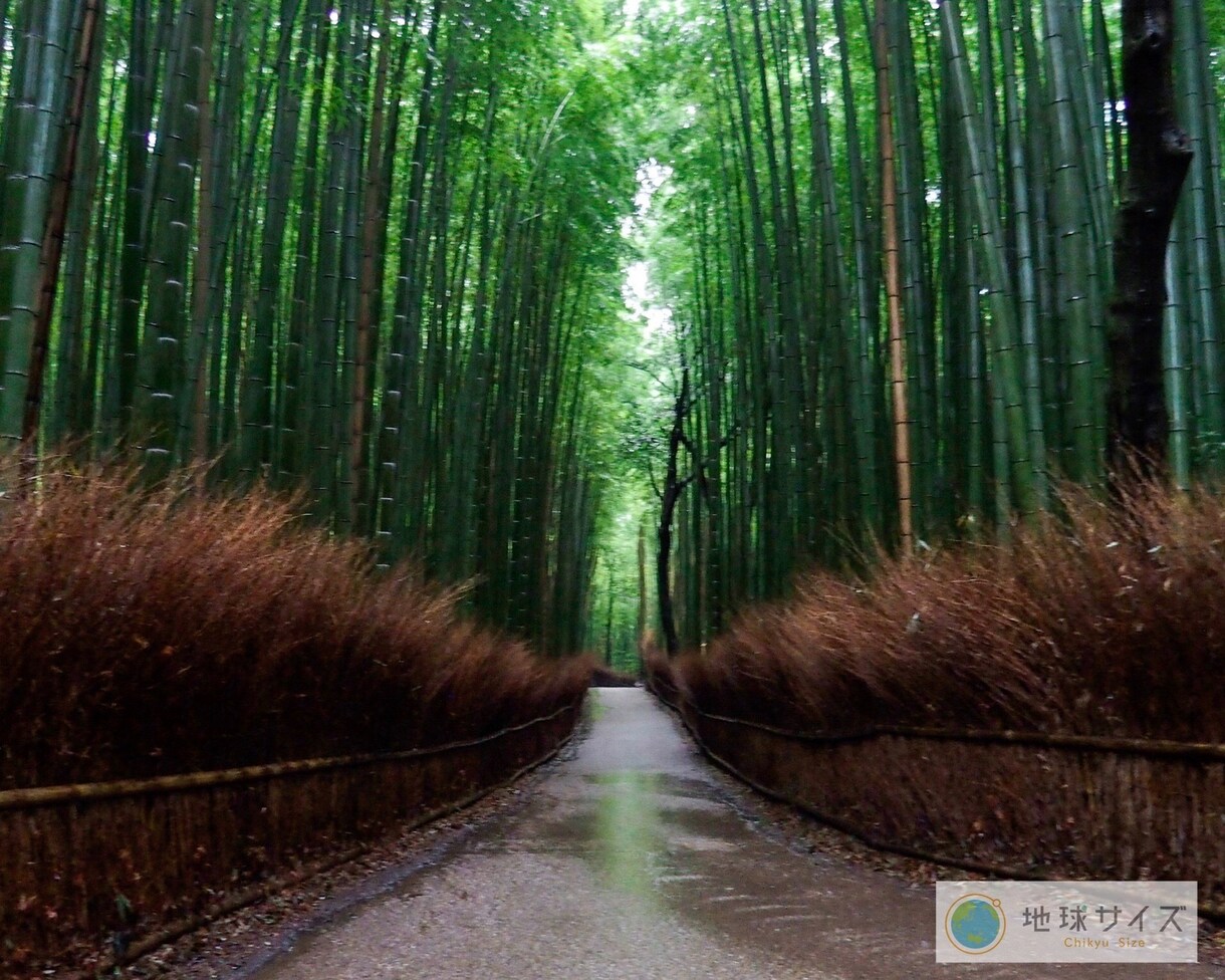 京都観光スポットロケハン代行します 忙しいあなたに代わって　京都の有名どころから穴場まで イメージ4