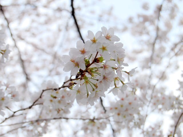 四柱推命等で占います。臨床心理学的な話もします あなたに占いによる今、未来からのメッセージをお届けします。 イメージ2