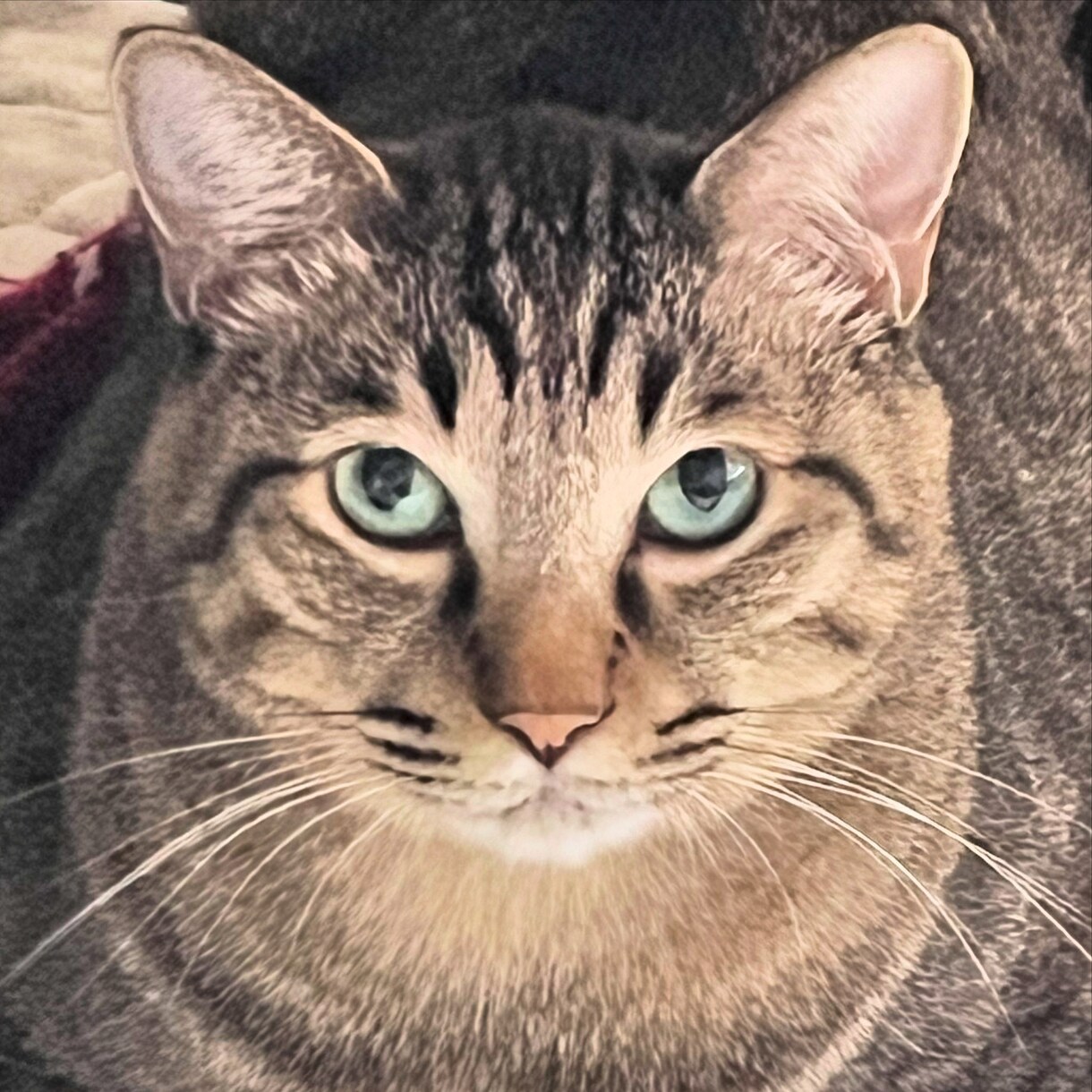 愛猫様の似顔絵をデジタルで描きます 愛猫様のグッズ化計画を後押しいたします!!! イメージ2