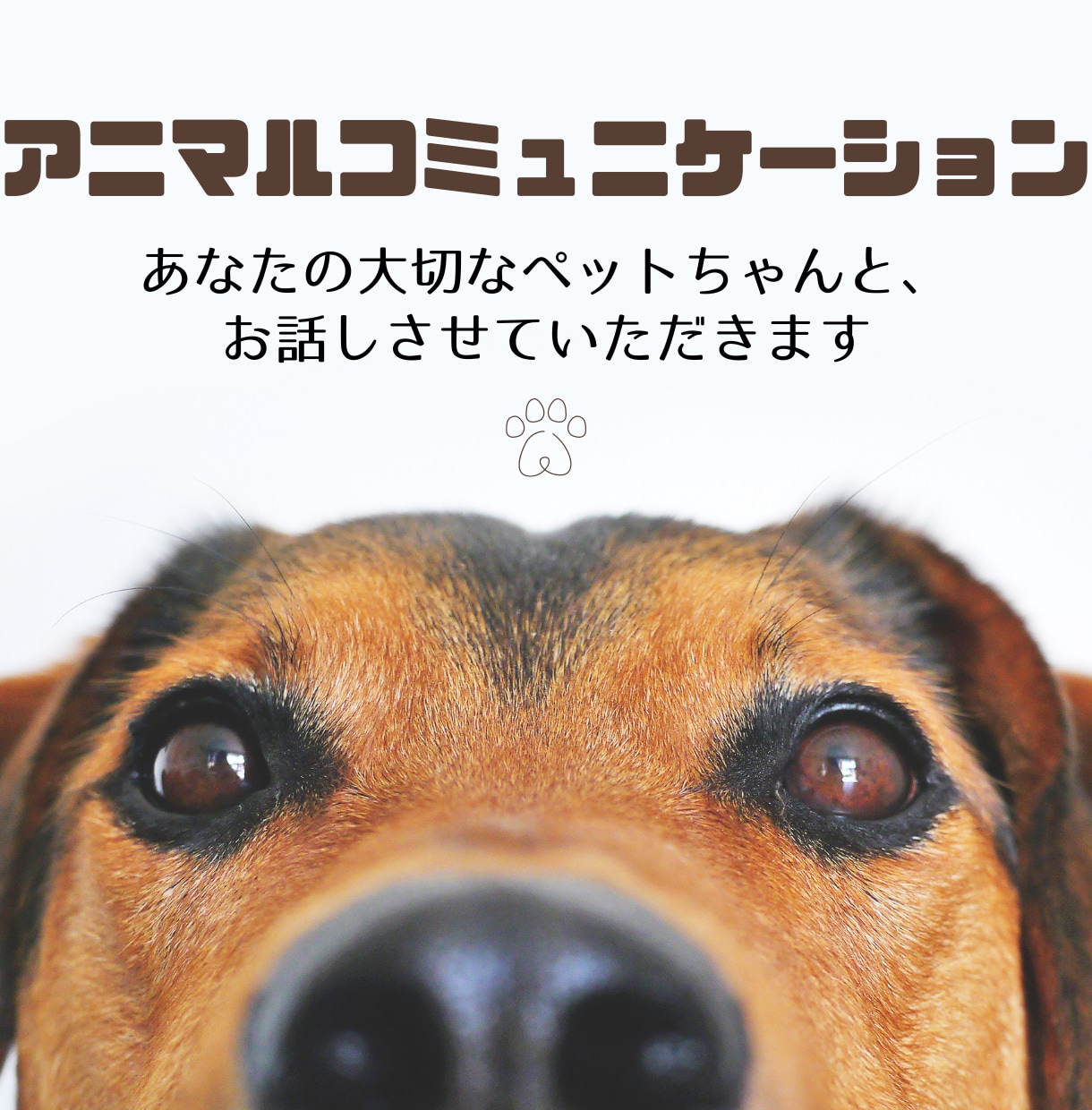 アニマルコミュニケーションでペットとお話しします あなたのペットちゃんに聞きたいことはありますか？ イメージ1